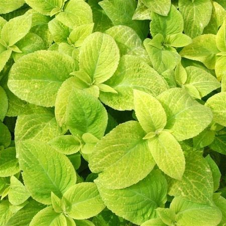 Golden Wizard, Coleus Seeds - Packet image number null